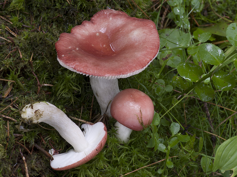 Russula grisescens